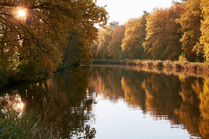 Calm river reflecting golden autumn trees in dense forest