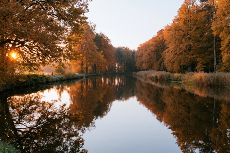 Calm river reflecting autumn trees in dense forest at sunrise
