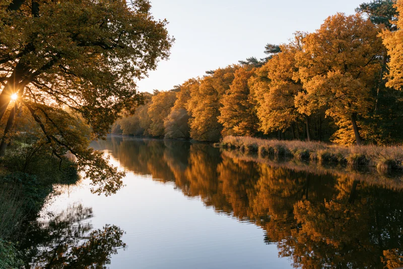 Calm river winding through dense autumn forest with golden trees reflected in still water