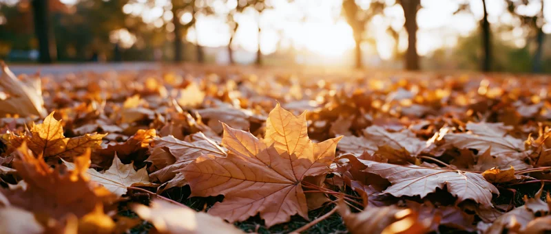 Fallen maple leaves covering park ground at sunset