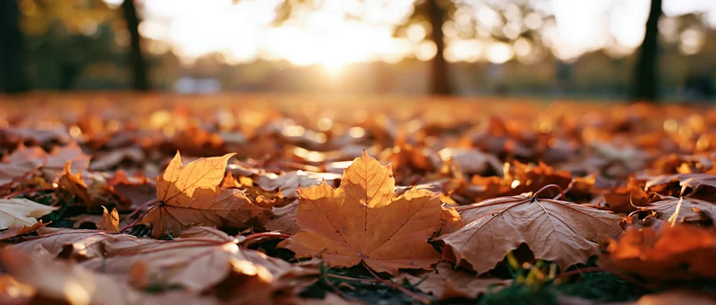Carpet of fallen maple leaves covering park ground at sunset