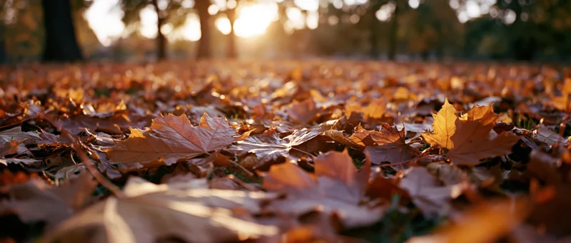 Carpet of fallen maple leaves covering park ground at sunset