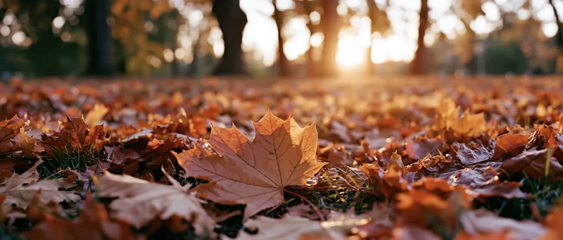 Carpet of fallen maple leaves covering park ground at sunset