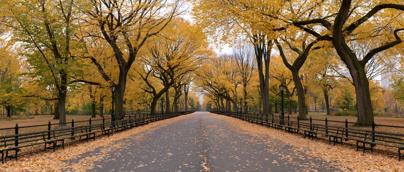 Tree-lined pathway in central park covered with fallen autumn leaves, flanked by benches and iron fences