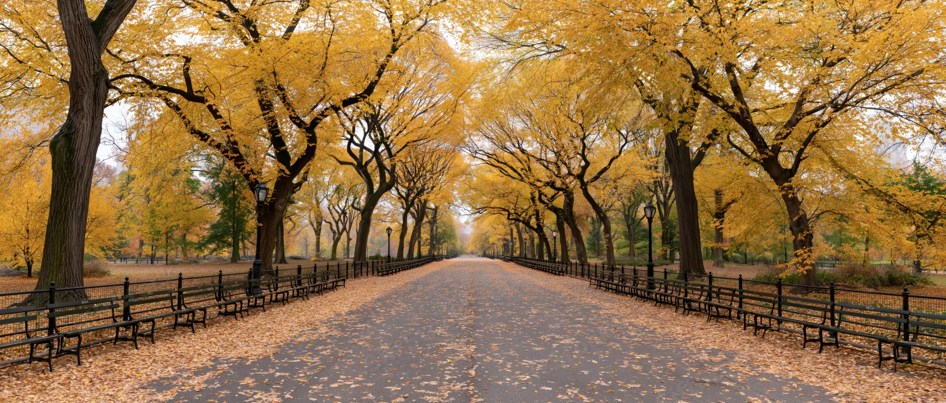 Autumn trees lining a pathway in central park with benches and fallen leaves