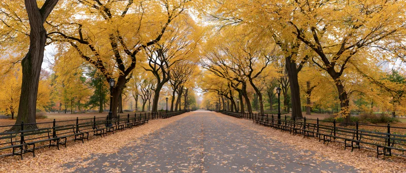 Autumn trees lining a pathway in central park with benches and fallen leaves