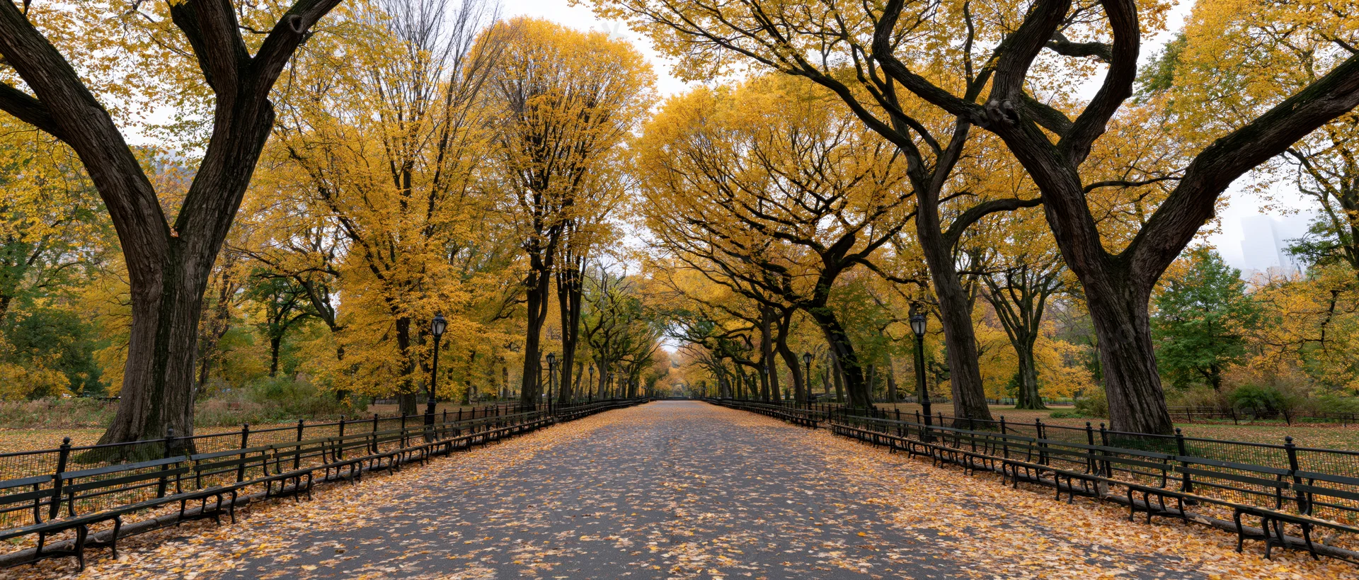 Tree-lined pathway in central park covered in fallen yellow leaves during autumn