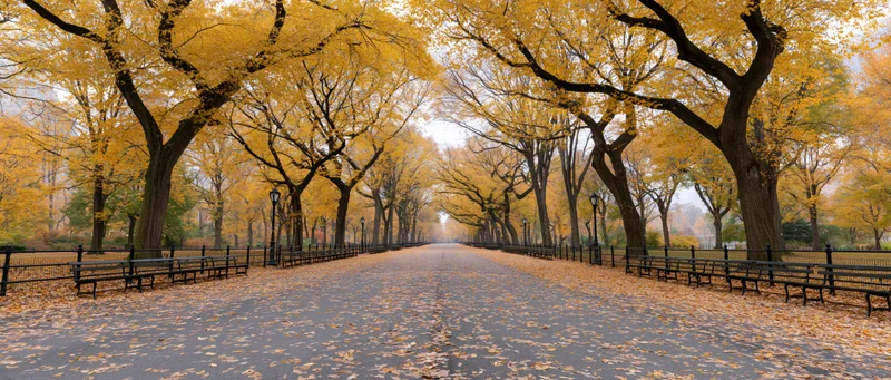 Wide panoramic view of central park mall pathway lined with ginkgo trees in autumn foliage