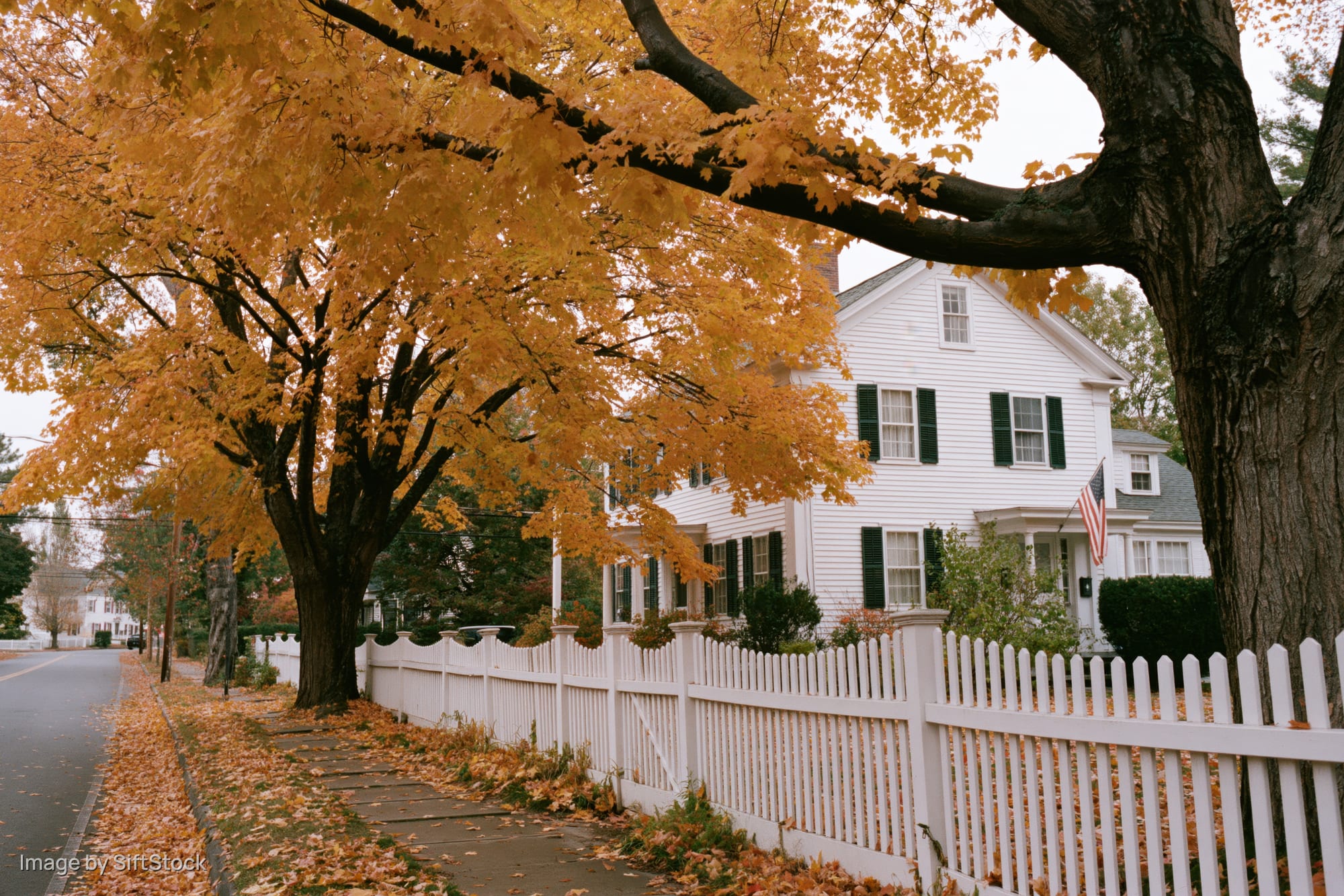 White colonial house with green shutters and american flag behind autumn maple tree on residential street