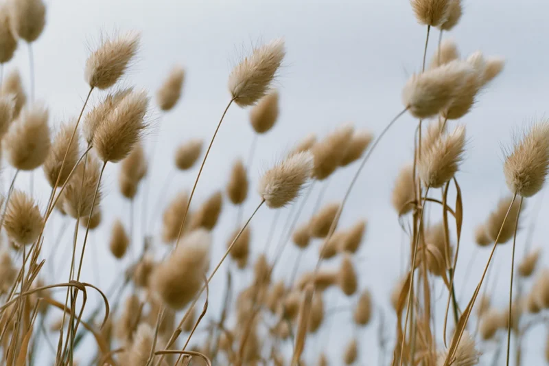 Dried bunny tail grass seed heads swaying in a field against a soft sky background