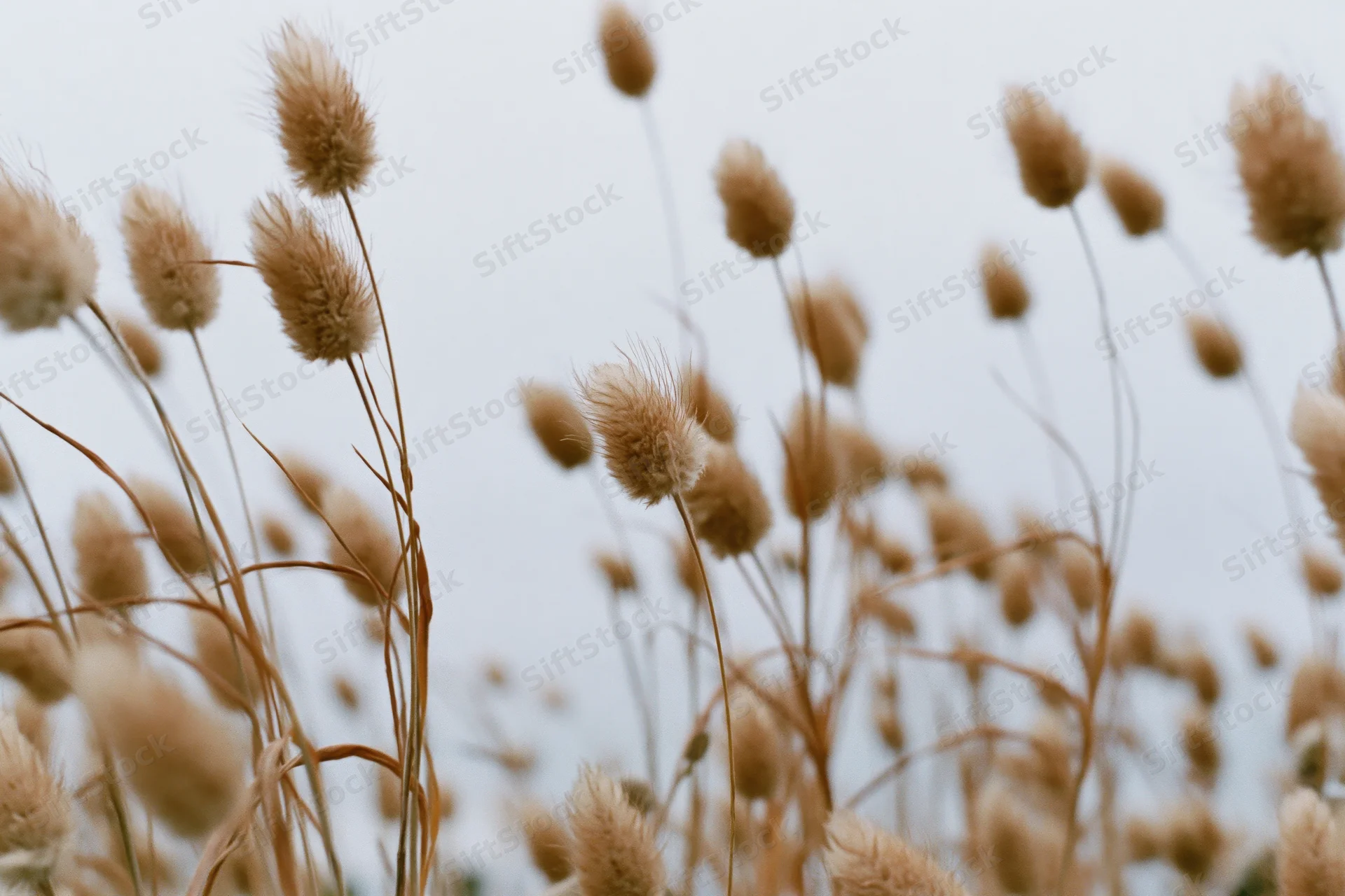 Dried bunny tail grass seed heads swaying in a field against a soft sky background