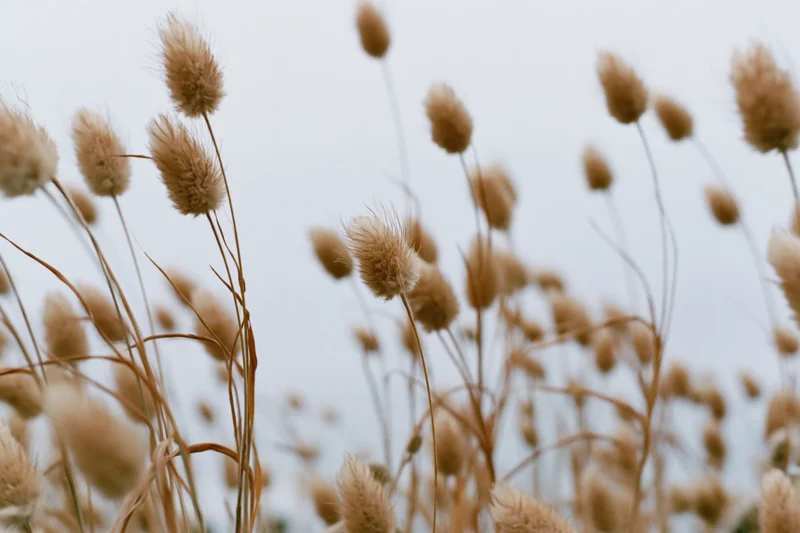 Dried bunny tail grass seed heads swaying in a field against a soft sky background