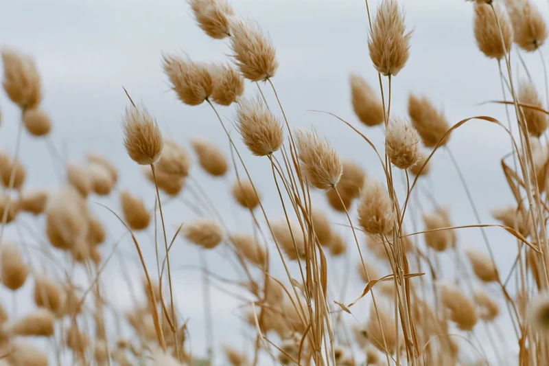 Dried bunny tail grass seed heads swaying in a field against a soft sky