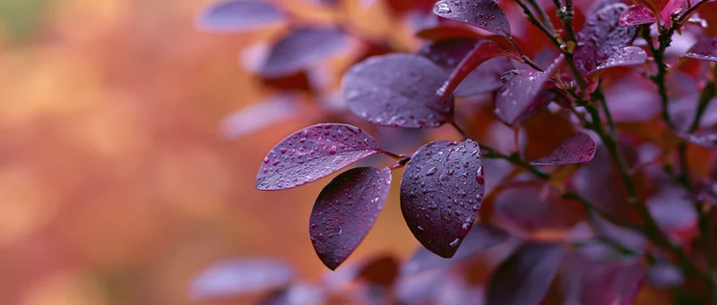 Closeup of deep purple and magenta autumn leaves with water droplets on branches against a blurred orange background