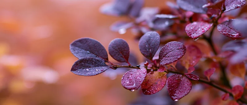 Closeup of purple and magenta autumn leaves with water droplets on a blurred orange background