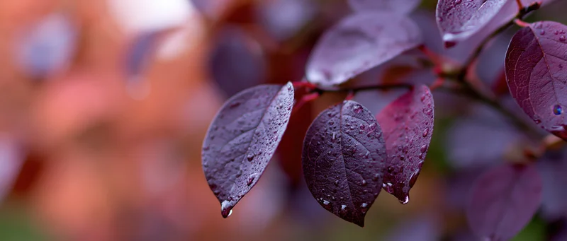 Closeup of deep purple and magenta autumn leaves with water droplets on a blurred background