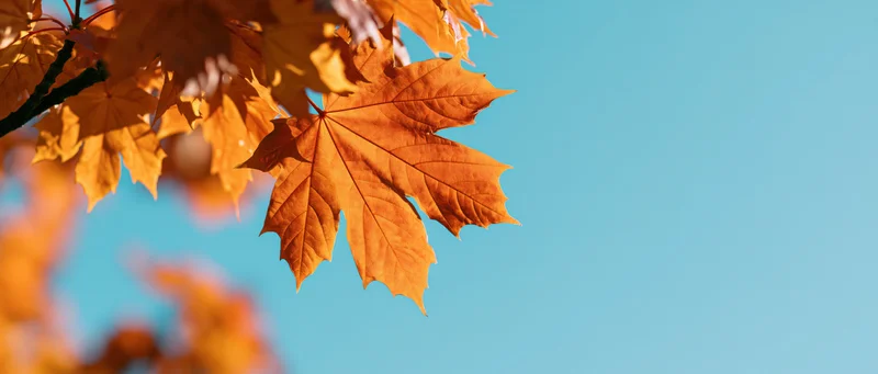 Golden orange maple leaves backlit against a clear blue sky in autumn