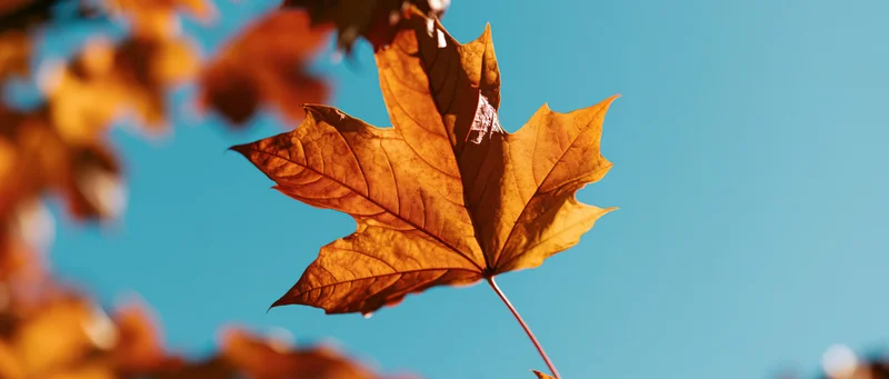 Close-up of a golden orange maple leaf backlit against a clear blue sky
