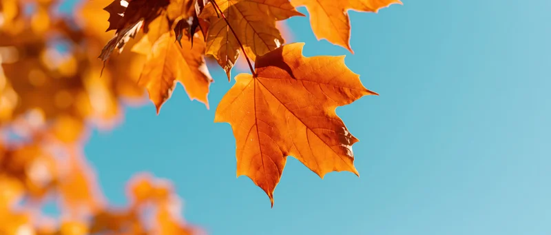 Golden maple leaves backlit against a clear blue sky in autumn