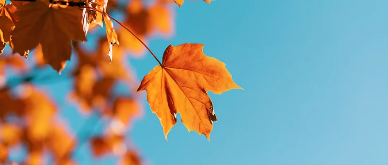 Golden maple leaf backlit against clear blue sky in autumn