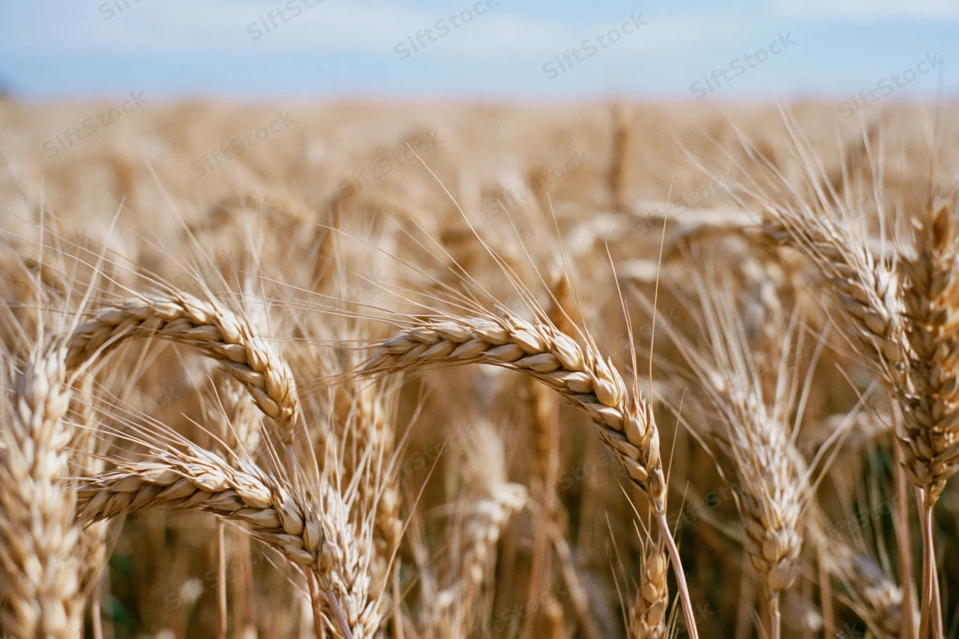 Close-up of ripe golden wheat stalks in a field under a clear sky