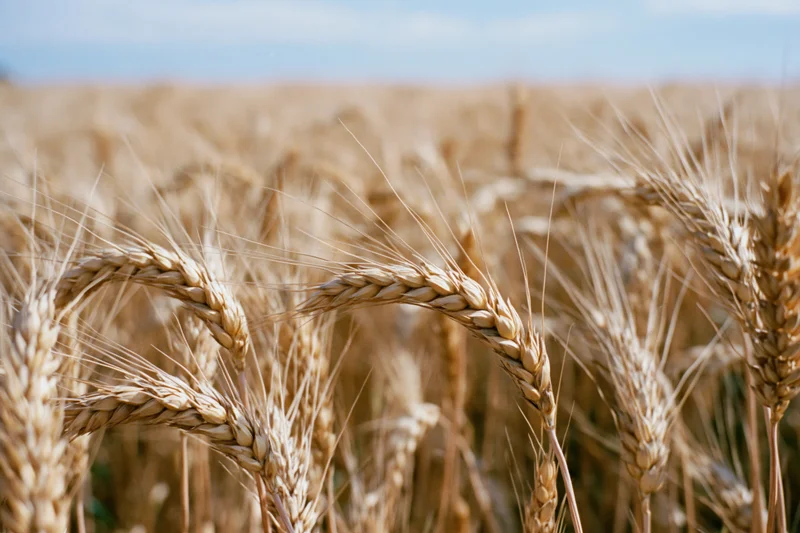 Close-up of ripe golden wheat stalks in a field under a clear sky
