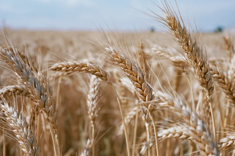 Close-up of ripe golden wheat stalks in a field under sunlight