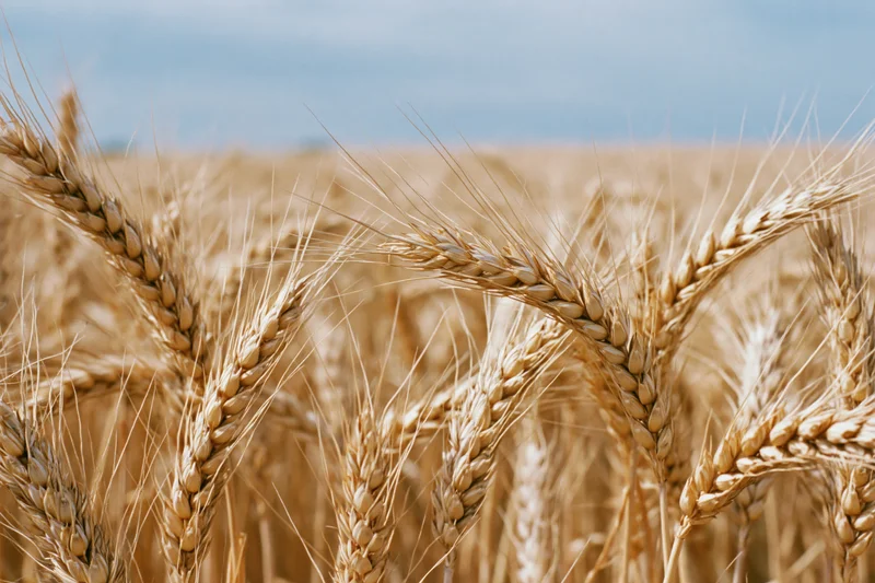 Close-up of ripe golden wheat stalks in a field under a blue sky