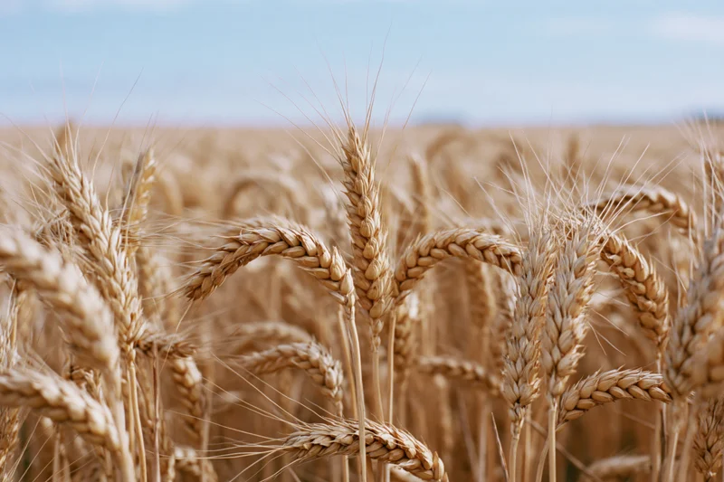 Close-up of ripe golden wheat stalks in a field under a clear sky