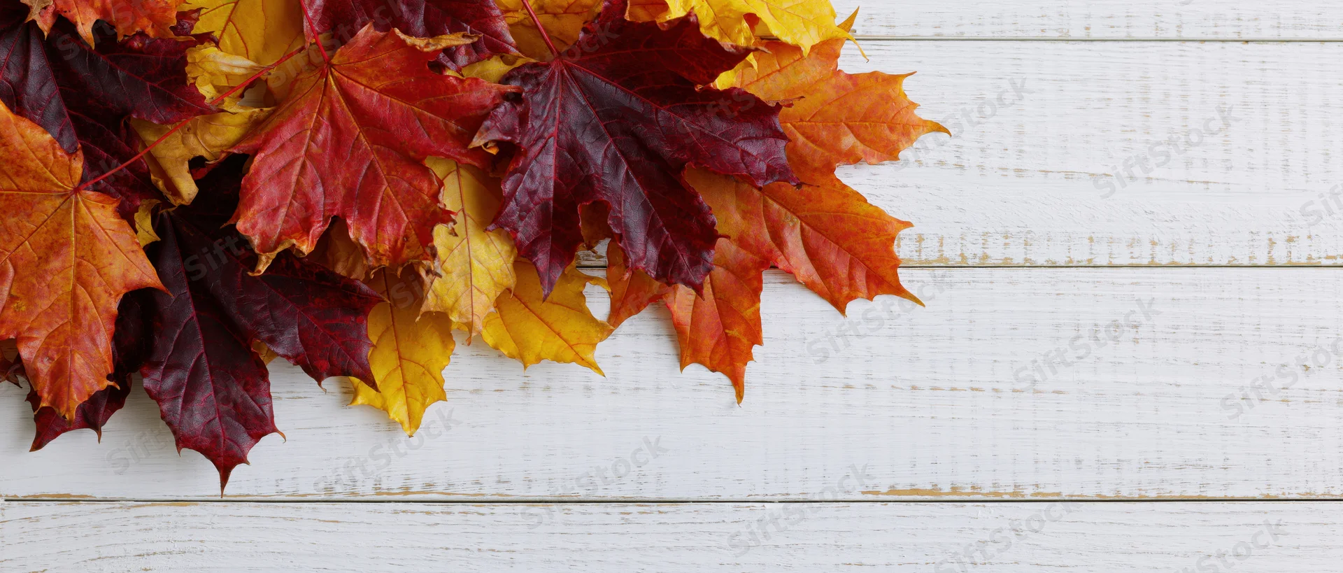 Autumn maple leaves arranged on white wooden surface with copyspace