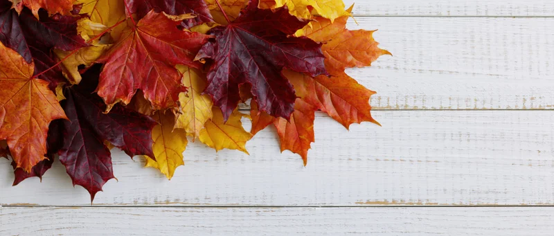 Autumn maple leaves arranged on white wooden surface with copyspace