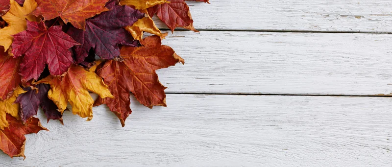 Autumn maple leaves arranged on a white weathered wooden surface with copyspace