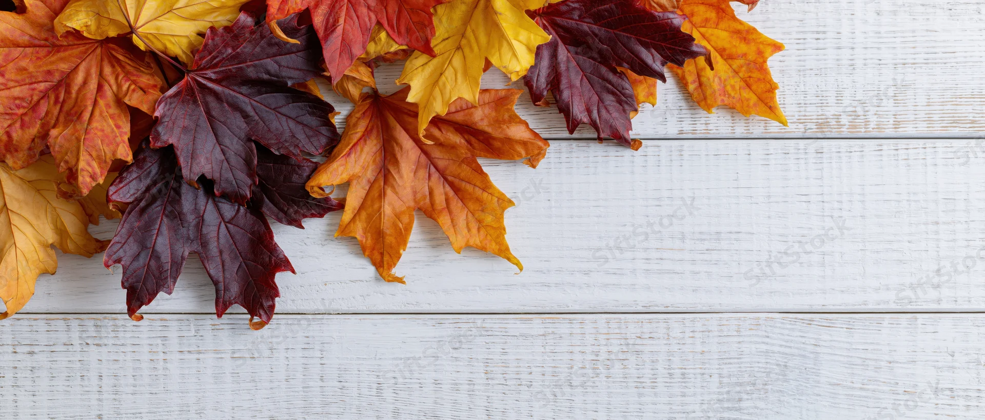 Autumn maple leaves arranged on white wooden surface with copyspace