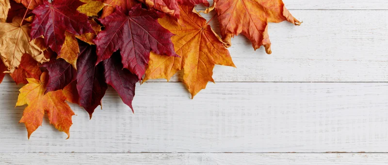 Autumn maple leaves arranged along top edge of white wooden surface