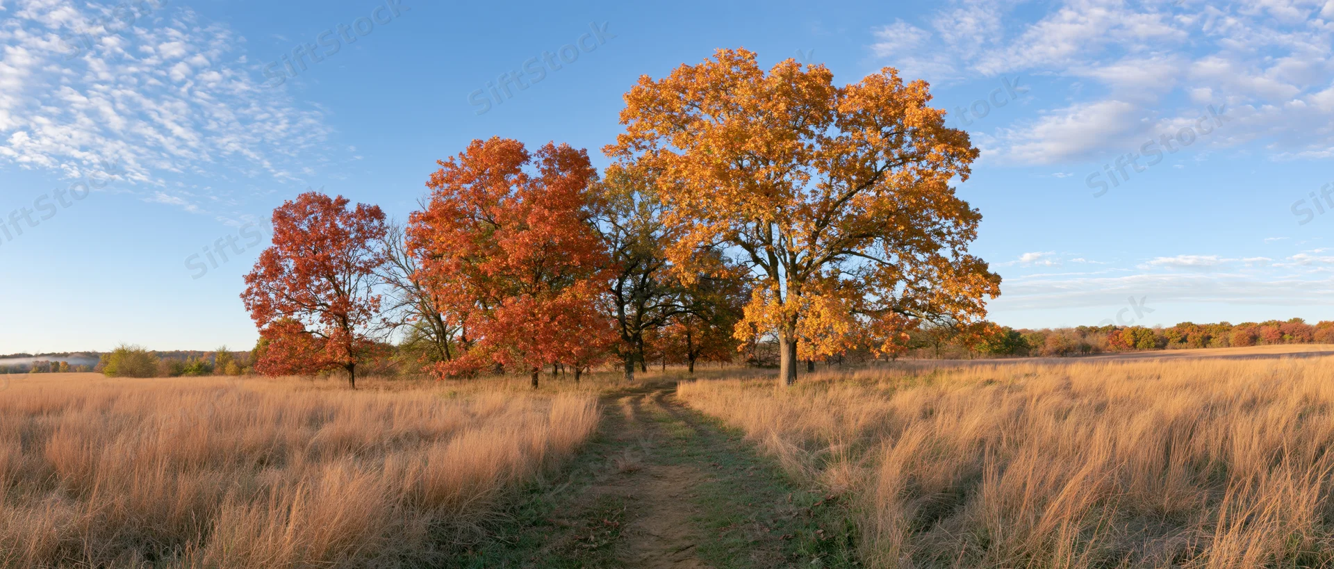 Autumn trees with orange red and gold foliage along a path through a grassy field under a blue sky
