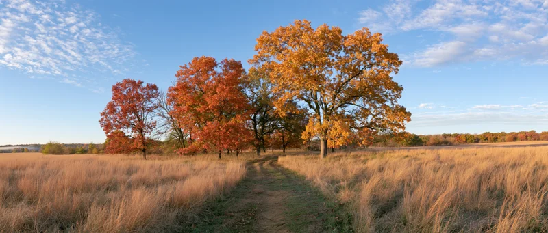 Autumn trees with orange red and gold foliage along a path through a grassy field under a blue sky