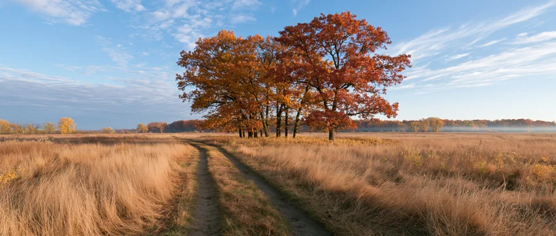 Autumn trees with orange red and gold foliage along a dirt path through a grassy field under a blue sky