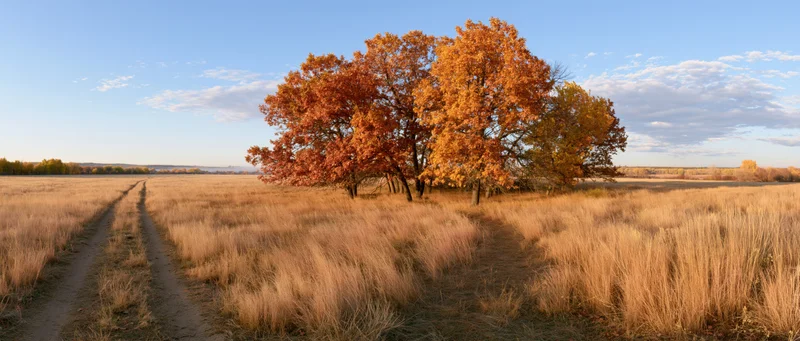Cluster of autumn trees with orange red and gold foliage in a dry grass field beside a dirt path under a blue sky