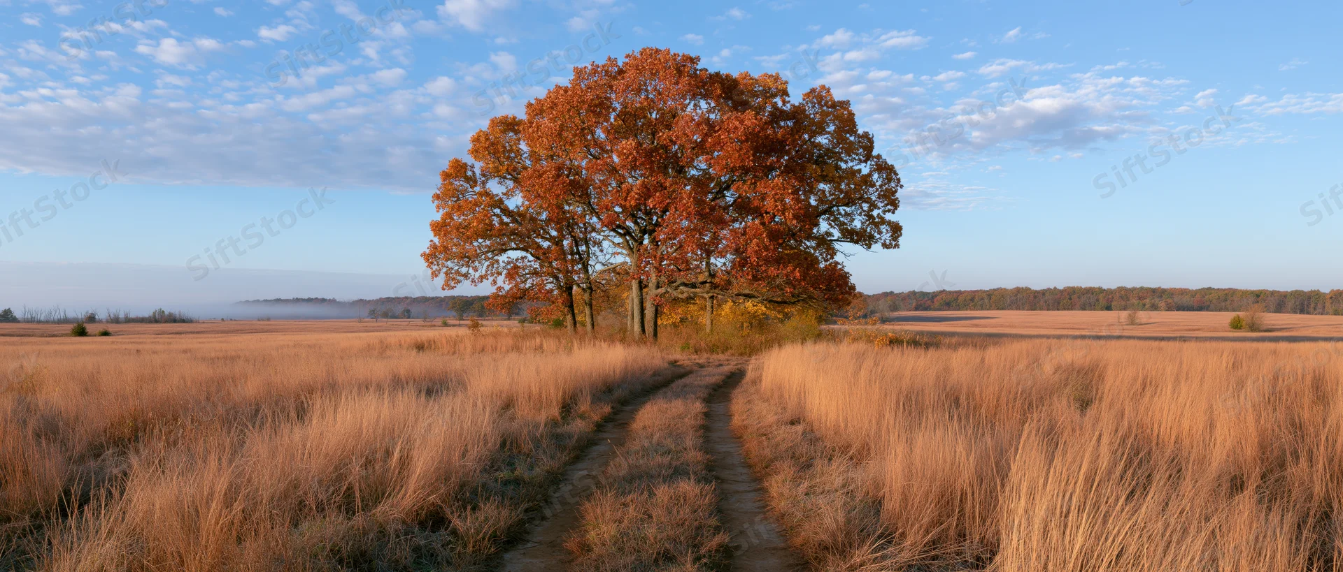 A cluster of autumn trees with orange red and gold foliage stands in a grassy field beside a winding dirt path under a blue sky with scattered clouds