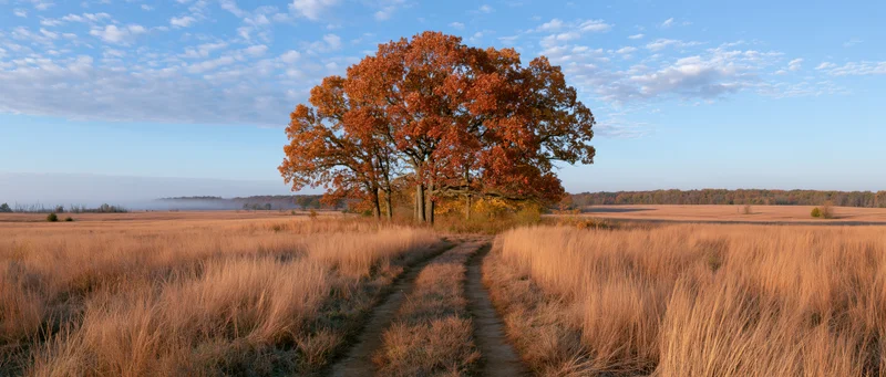 A cluster of autumn trees with orange red and gold foliage stands in a grassy field beside a winding dirt path under a blue sky with scattered clouds