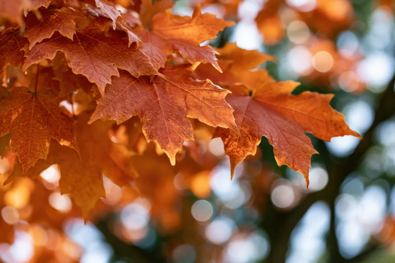 Cluster of maple leaves in peak autumn color filling the left side of the frame with blurred background