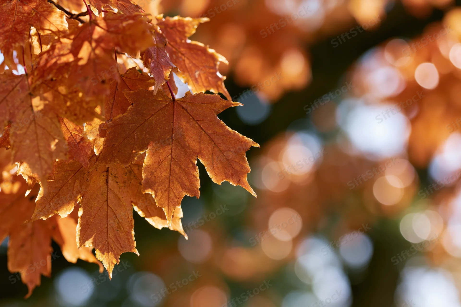 Maple leaves in autumn colors on a tree branch with blurred background