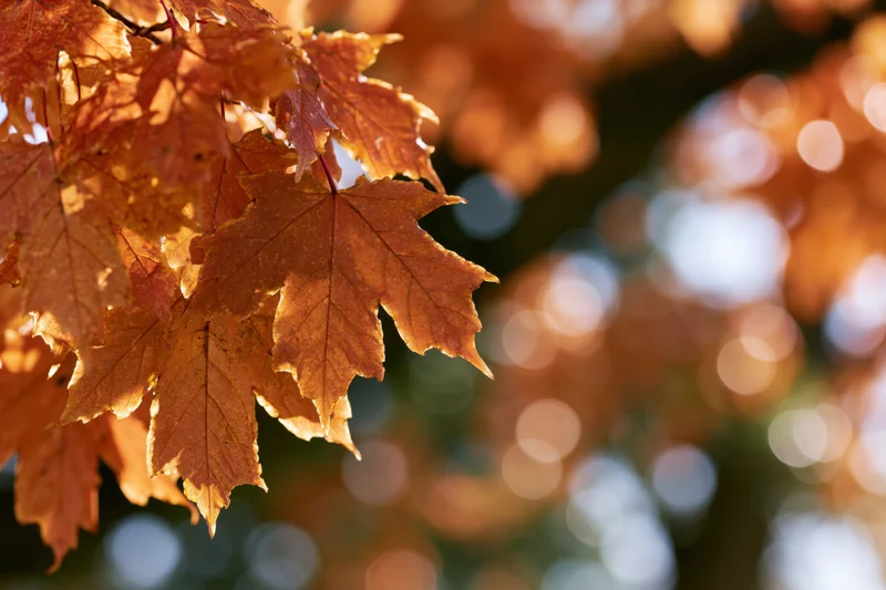 Maple leaves in autumn colors on a tree branch with blurred background