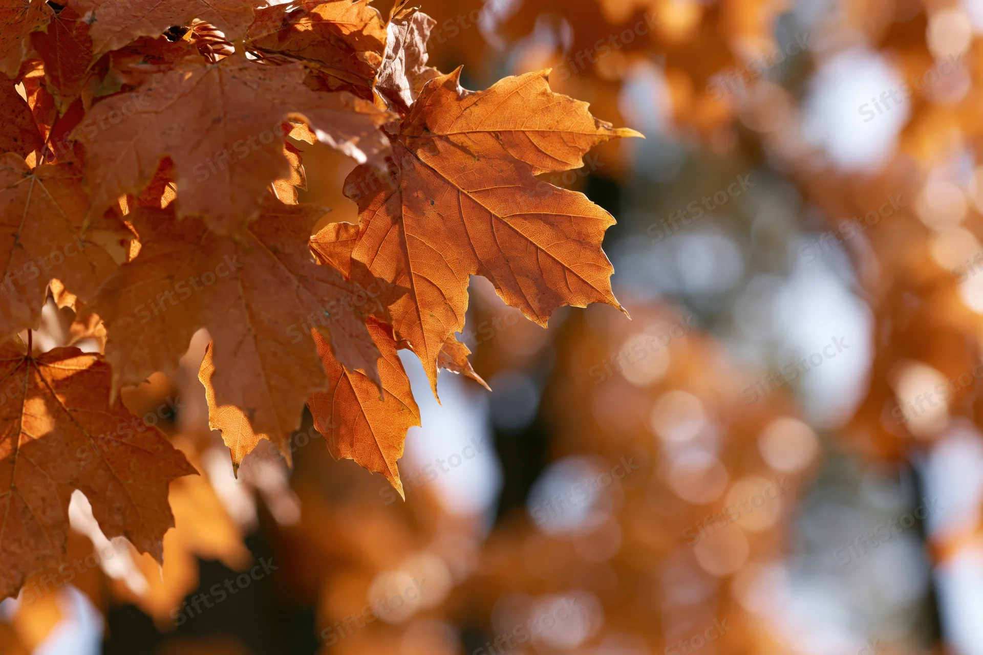 Cluster of maple leaves in peak autumn color filling the left side of the frame with blurred foliage in the background