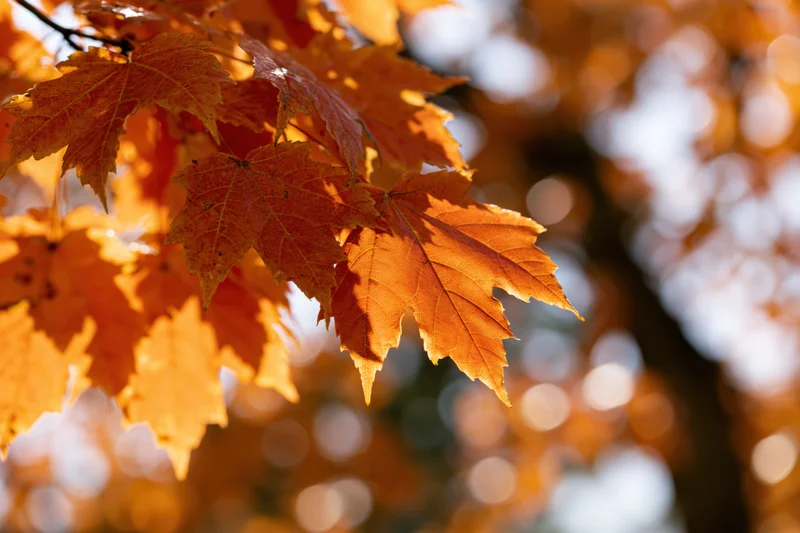 Cluster of maple leaves in peak autumn color filling the left side of the frame with sunlight filtering through, set against a blurred background of warm bokeh highlights