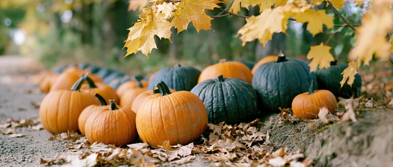 Pumpkins arranged along a stone pathway surrounded by fallen maple leaves in autumn