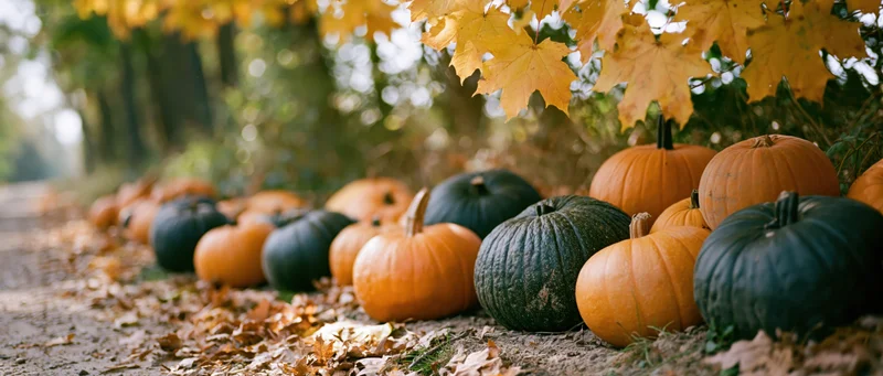 Pumpkins arranged along a dirt path under autumn maple leaves