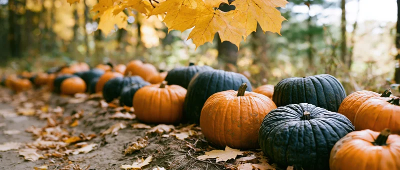 Pumpkins arranged along a dirt path in a forest with autumn leaves overhead