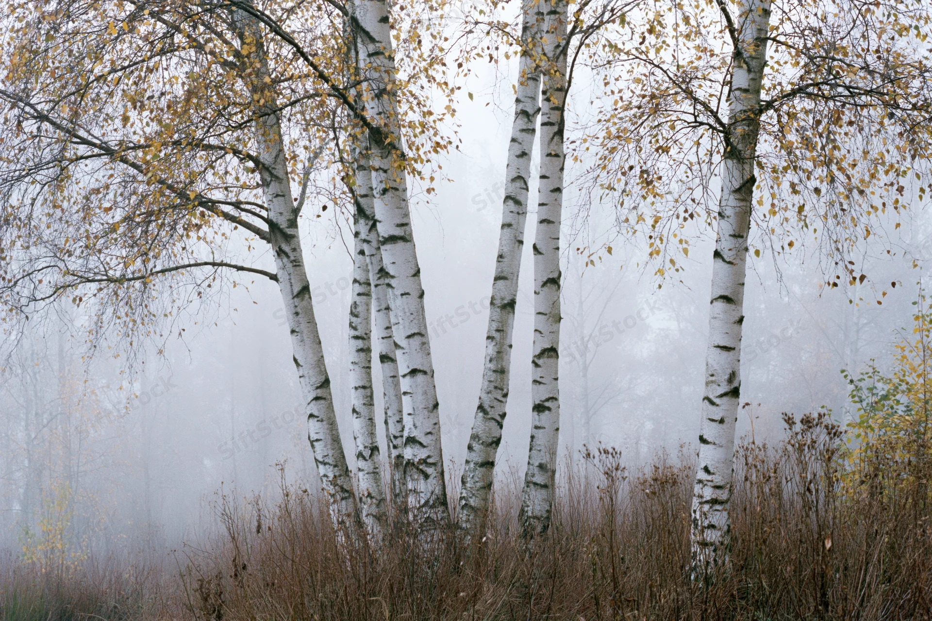 Birch trees with white bark standing in foggy autumn forest