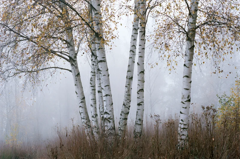 Birch trees with white bark standing in foggy autumn forest